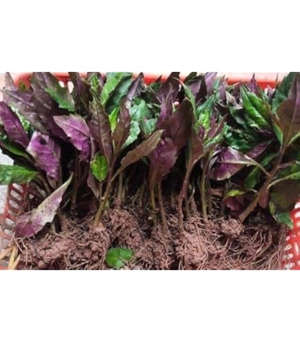 水前寺菜　金時草　ハンダマ　苗　3株　農業不使用　沖縄県産　お買い得　残りわずか 水前寺菜 金時草 ハンダマ 苗 3株 農業不使用 沖縄県産 お買い得 残り